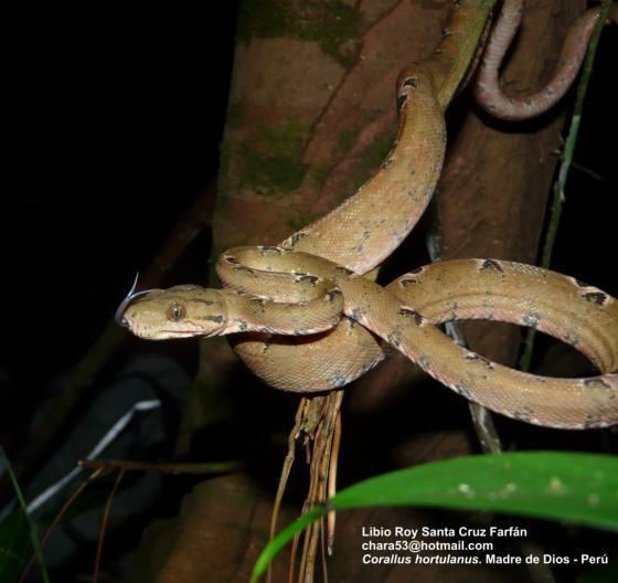 Corallus grenadensis wwwreptariumczcontentphotord05Corallushort