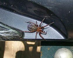 Coras (spider) httpsuploadwikimediaorgwikipediacommonsthu