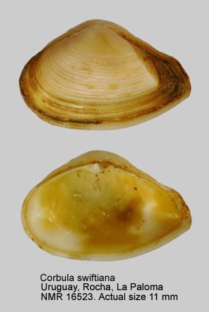 Corbula HomeNATURAL HISTORY MUSEUM ROTTERDAM Mollusca Bivalvia