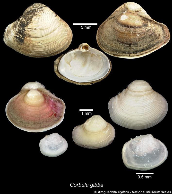 Corbula Corbula gibba Olivi 1792 Marine Bivalve Shells of the British Isles