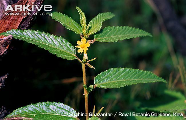 Corchorus olitorius with a tiny yellow flower.