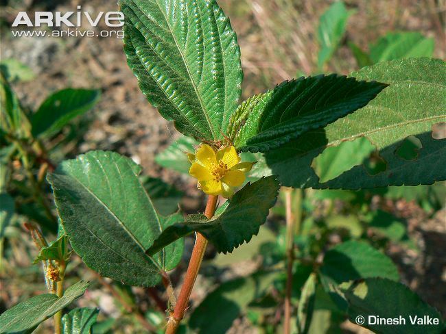 Corchorus olitorius grows in the ground with a yellow flower.