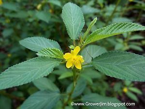 A beautiful Corchorus olitorius with a yellow flower.