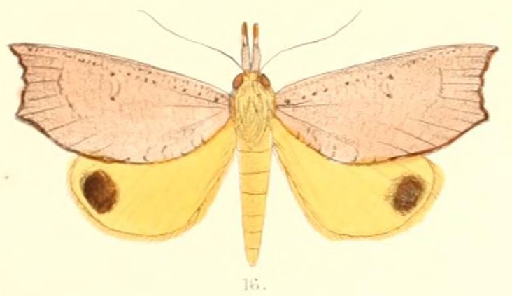Corcobara angulipennis