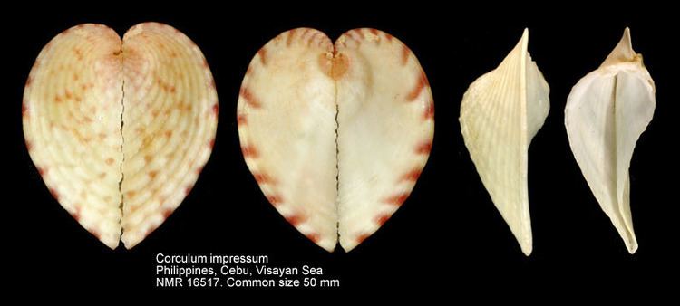 Corculum HomeNATURAL HISTORY MUSEUM ROTTERDAM Mollusca Bivalvia