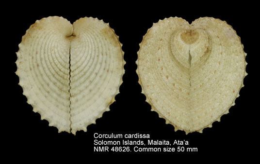 Corculum cardissa HomeNATURAL HISTORY MUSEUM ROTTERDAM Mollusca Bivalvia