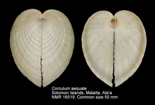 Corculum HomeNATURAL HISTORY MUSEUM ROTTERDAM Mollusca Bivalvia