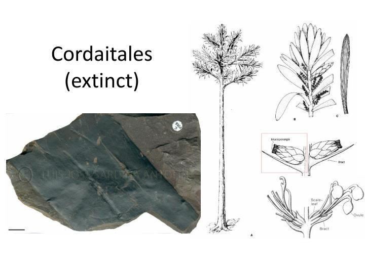Cordaitales PPT Lab 11 Cordaitales Coniferales Gnetales PowerPoint