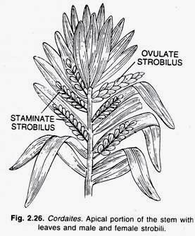 Cordaitales Quick Notes on Cordaitales Botany