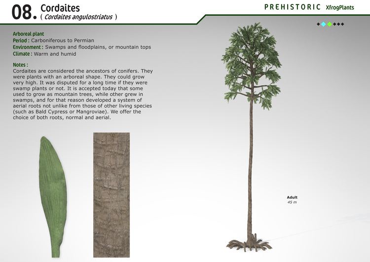 Cordaites XfrogPlants Cordaites Xfrogcom