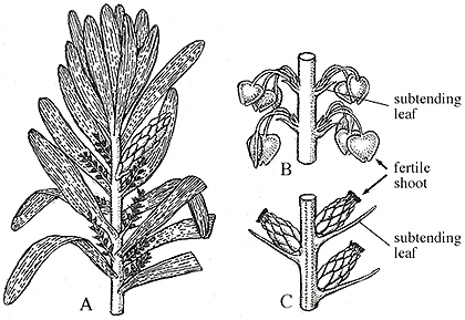 Cordaites Cordaites Plant Evolution amp Paleobotany