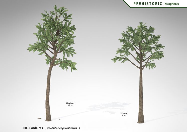 Cordaites XfrogPlants Cordaites Xfrogcom