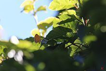Cordelia (butterfly) httpsuploadwikimediaorgwikipediacommonsthu