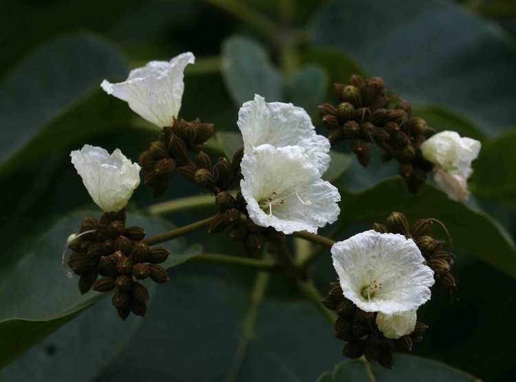 Cordia africana Flora of Zambia Species information individual images Cordia africana