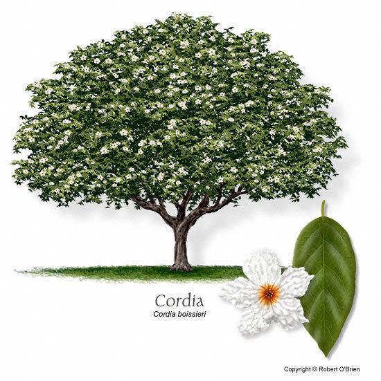 Cordia boissieri UFEI SelecTree A Tree Selection Guide