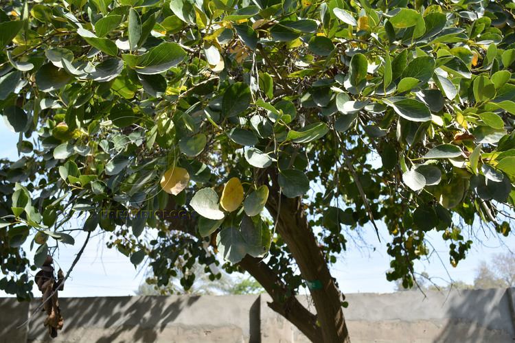 Cordia myxa Welcome to Flora of Pakistan