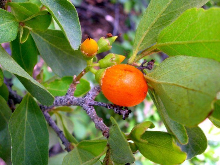 Cordia sinensis Photo Guide to Plants of Southern Africa