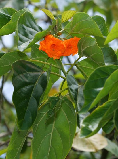 Cordia subcordata Cordia subcordata Kou Hawaiian Plants and Tropical Flowers