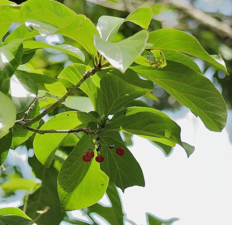 Cordia sulcata