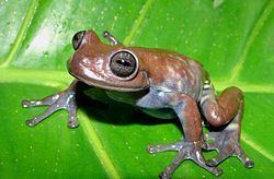 Cordillera central tree frog httpsuploadwikimediaorgwikipediacommonsthu