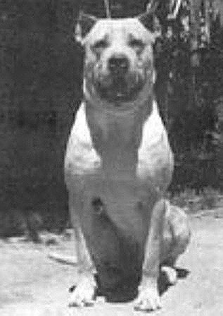 Cordoba Fighting Dog Cordoba Fighting Dog Breed Information History Health Pictures