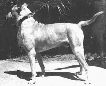 Cordoba Fighting Dog Cordoba Fighting Dog Breed Information History Health Pictures