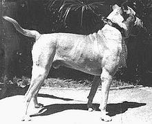Cordoba Fighting Dog httpsuploadwikimediaorgwikipediacommonsthu