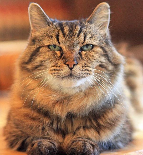 Corduroy (cat) Meet Corduroy The World39s Oldest Cat Neatorama