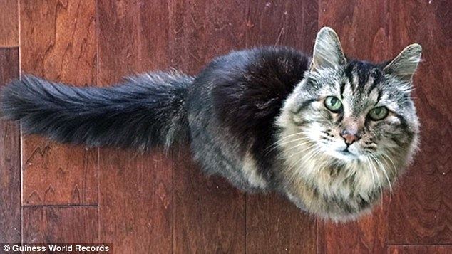 Corduroy (cat) Corduroy the Oregon house cat is named world39s oldest at 26 or 120
