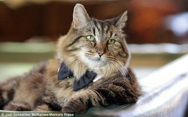 Corduroy (cat) Corduroy the world39s oldest cat is presumed dead at 27 after going