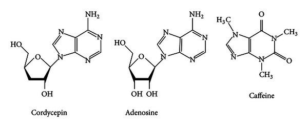 Cordycepin Chemical structures of cordycepin adenosine and caffeine Figure