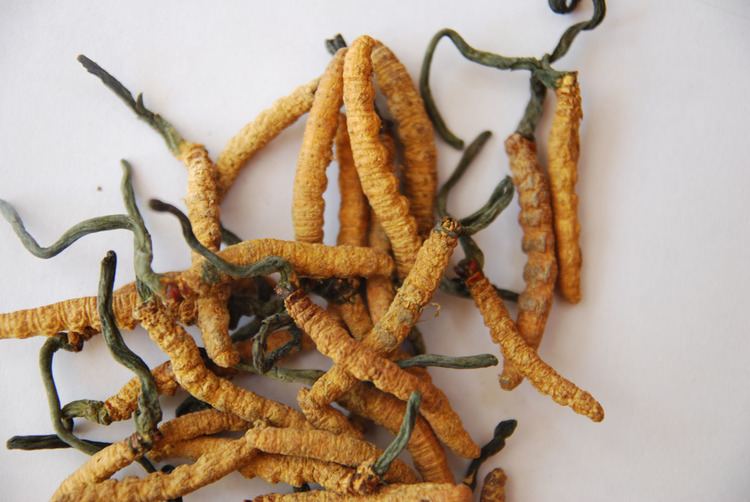 Cordyceps 9 Cordyceps Benefits from Workout Performance to Sexual Function