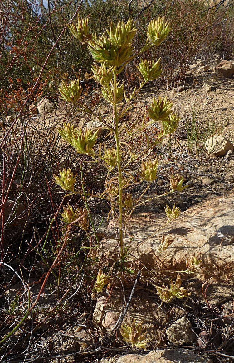 Cordylanthus Cordylanthus rigidus Wildflowers in Santa Barbara
