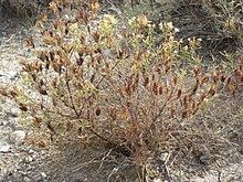Cordylanthus ramosus httpsuploadwikimediaorgwikipediacommonsthu