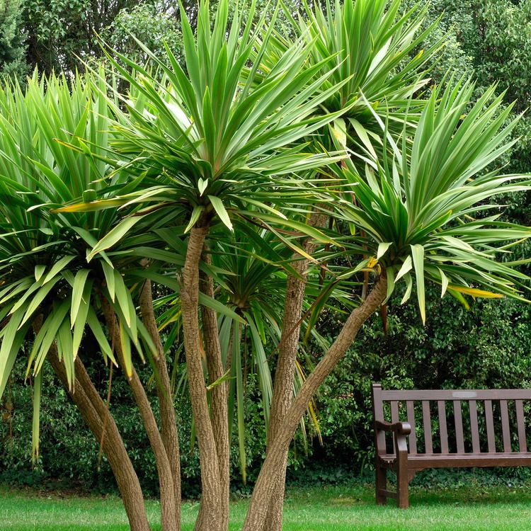Cordyline australis Cordyline australis Cabbage Palm Dobbies Garden Centres