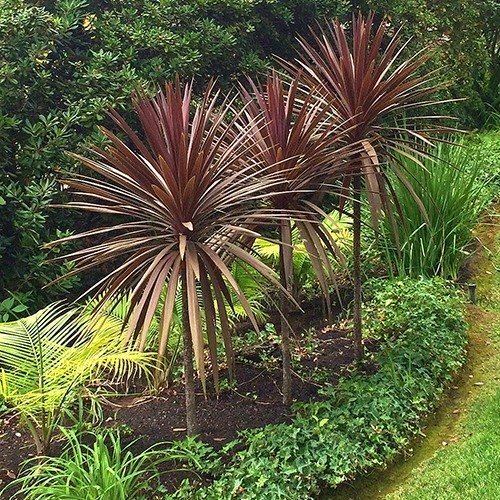Cordyline australis Red Grass Palm Cordyline australis 39Dark Star39 Budget Plants