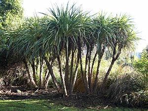 Cordyline banksii Cordyline banksii Images Video Information