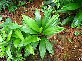 Cordyline cannifolia httpsuploadwikimediaorgwikipediacommonsthu