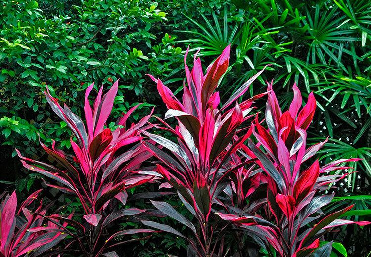 Cordyline fruticosa Adding tropical colors Hawaiian Ti plant Cordyline fruticosa
