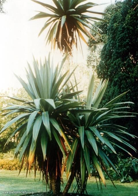 Cordyline indivisa The Cordyline Confusion by Angus White