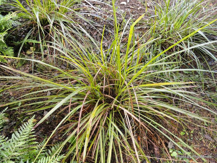 Cordyline pumilio TERRAIN Taranaki Educational Resource Research Analysis