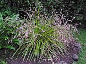 Cordyline pumilio Cordyline pumilio New Zealand Plant Conservation Network