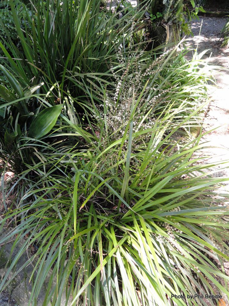 Cordyline pumilio TERRAIN Taranaki Educational Resource Research Analysis