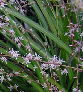 Cordyline pumilio Cordyline pumilio New Zealand Plant Conservation Network