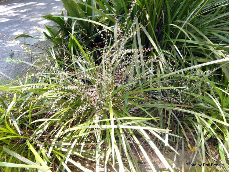 Cordyline pumilio ketenewplymouthpeoplesnetworknzinfoimagefiles