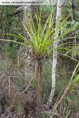 Cordyline pumilio Cordyline pumilio buy seeds at rarepalmseedscom