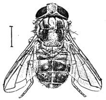 Cordylobia anthropophaga httpsuploadwikimediaorgwikipediacommonsthu