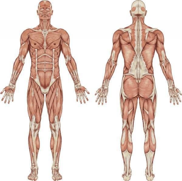 Core (anatomy) httpscdn2omidoocomsitesdefaultfilesimagec