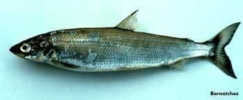 Coregonus artedi wwwpolarlifecaorganismsfishfromandrewLakehe