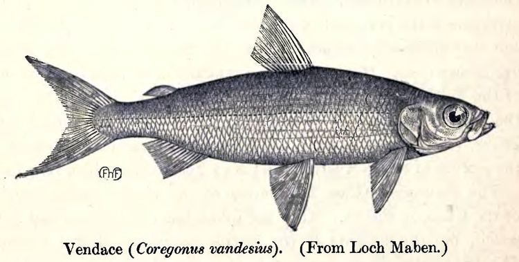 Coregonus vandesius httpsuploadwikimediaorgwikipediacommonsff